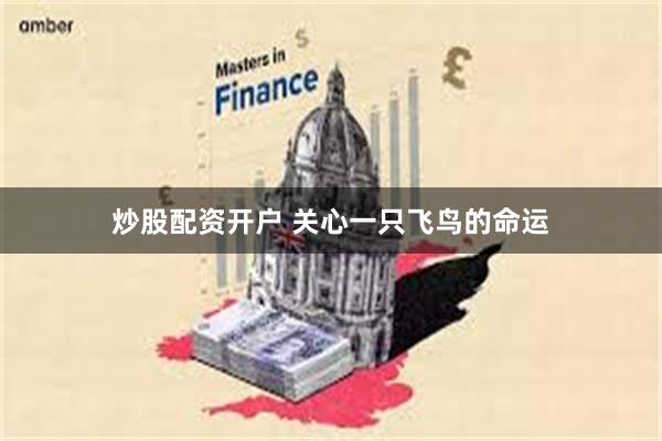 炒股配资开户 关心一只飞鸟的命运